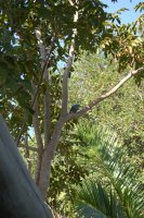 bird in a tree TODO