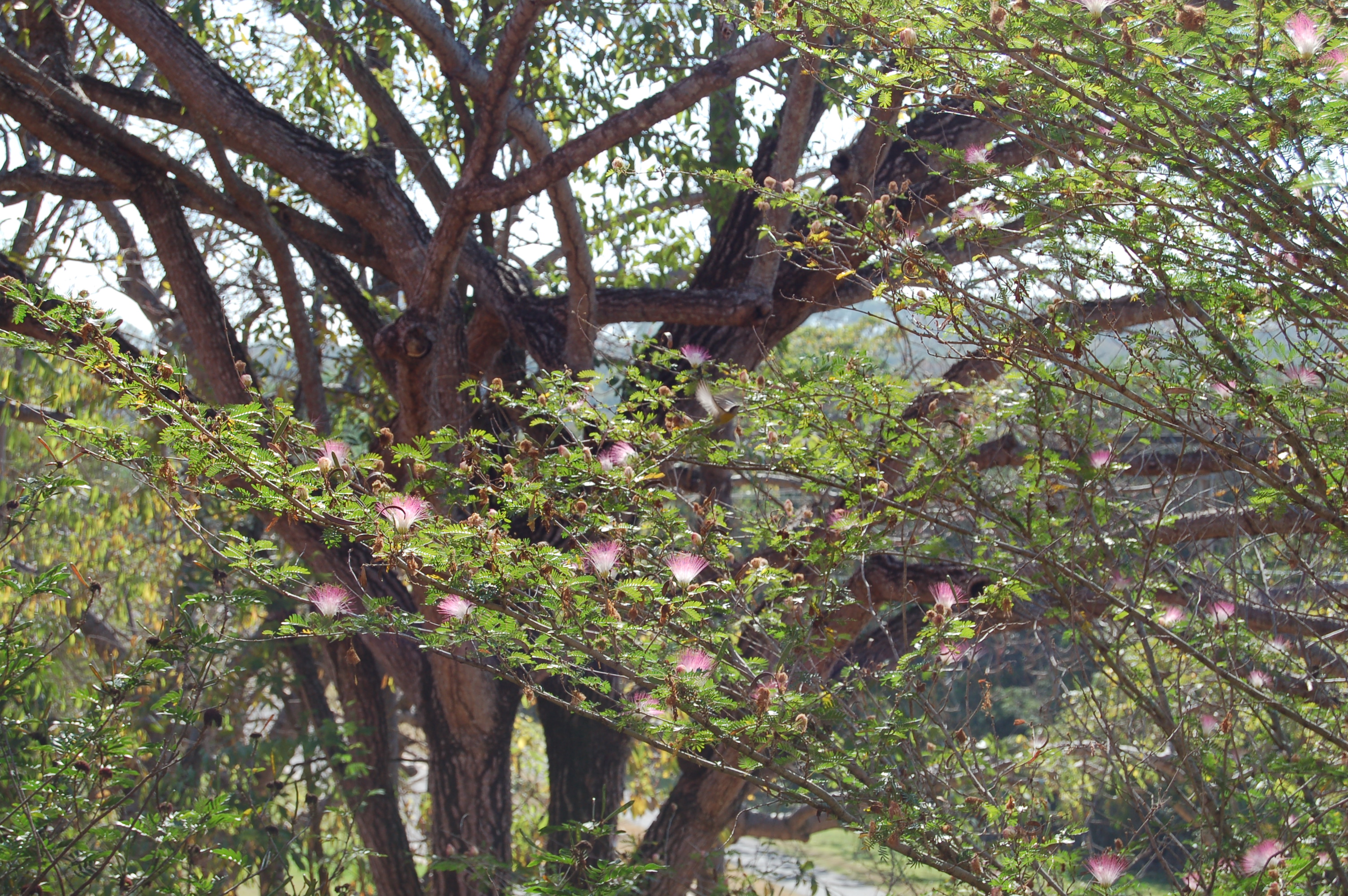 another bird in a mimosa tree TODO