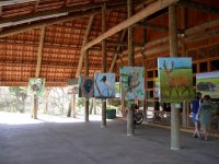 paintings of Brazilian animals at the nature center