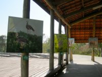paintings of Brazilian animals at the nature center (2)