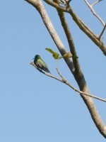 TODO Hummingbird