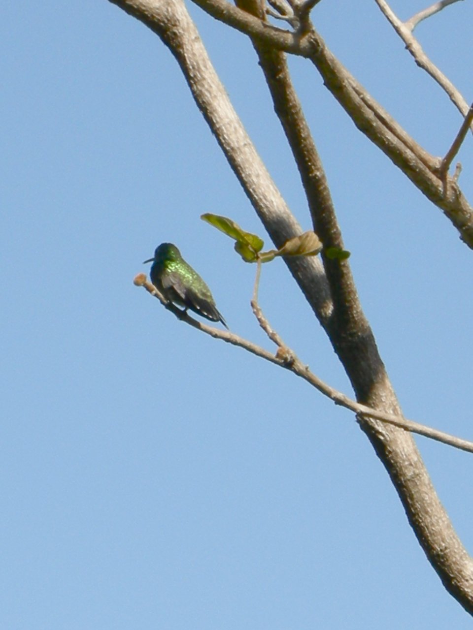 TODO Hummingbird