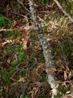 spikey stem