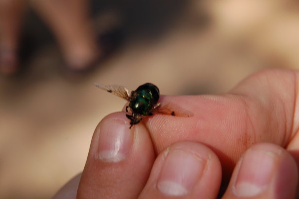 green hovering flies