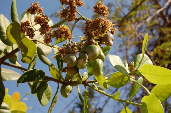 cashews