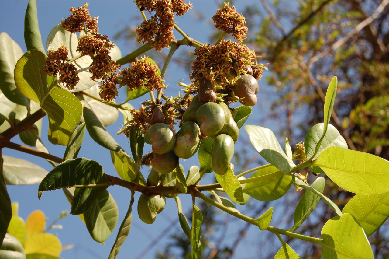 cashews