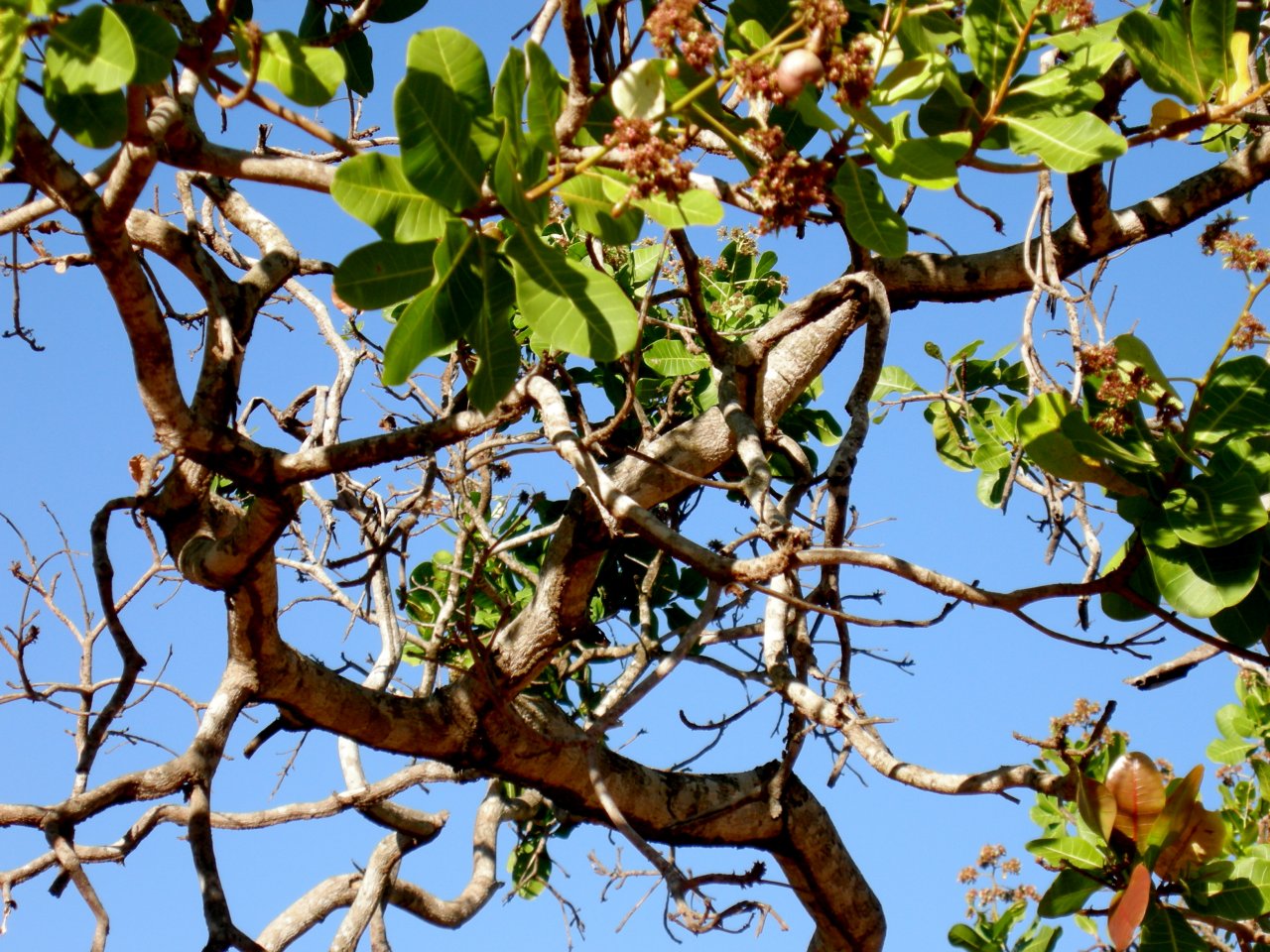an interesting tree at the park (2)