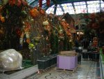 Bellagio: prepping the fall display.