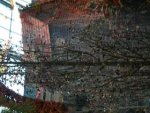Bellagio: A fountain tree