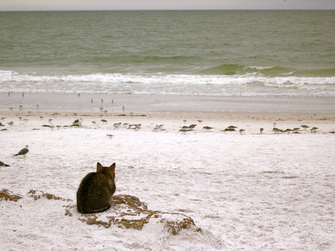 cat watching the gulls