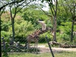 DSCN0585.JPG