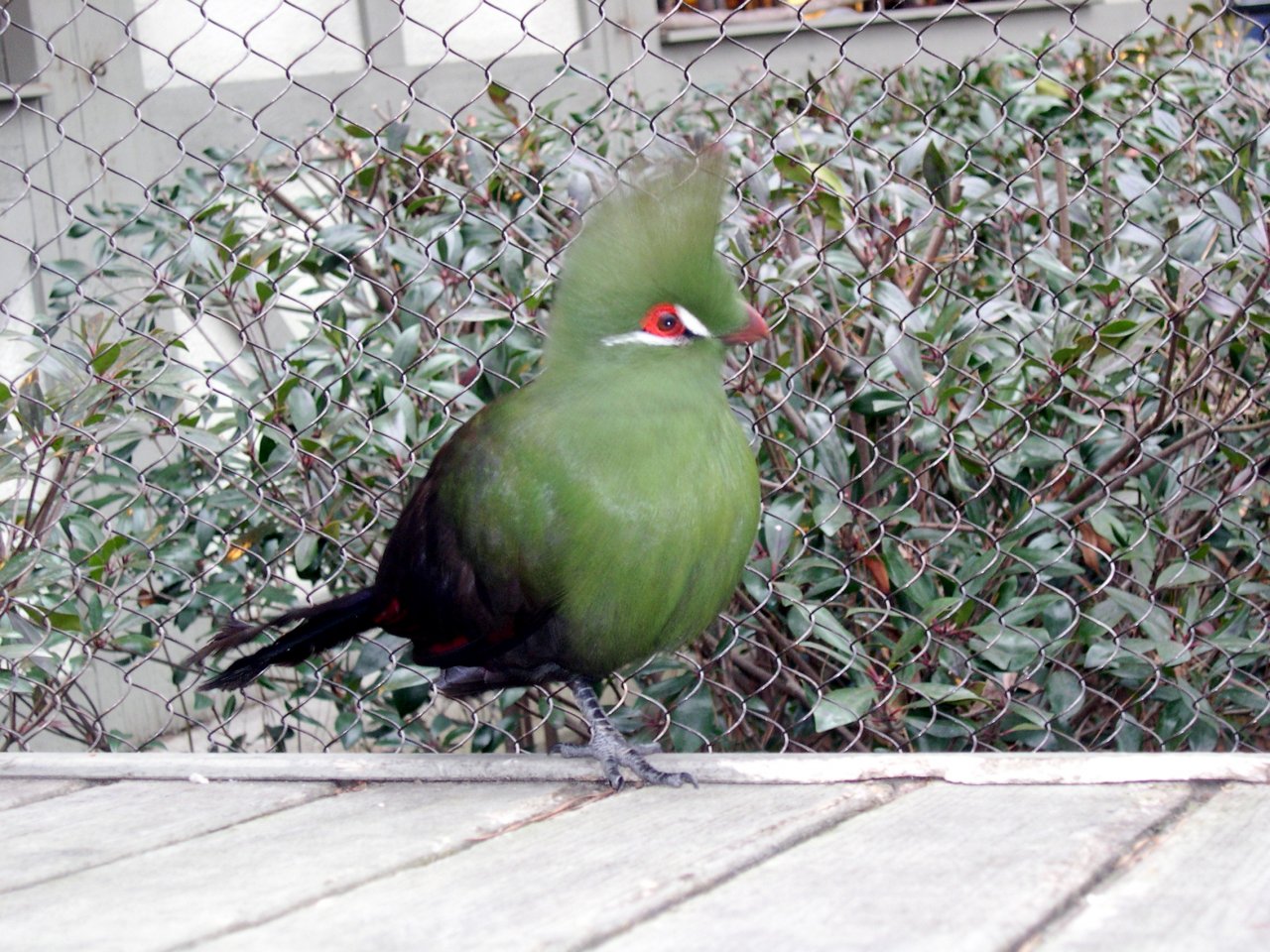 Aviary (1)