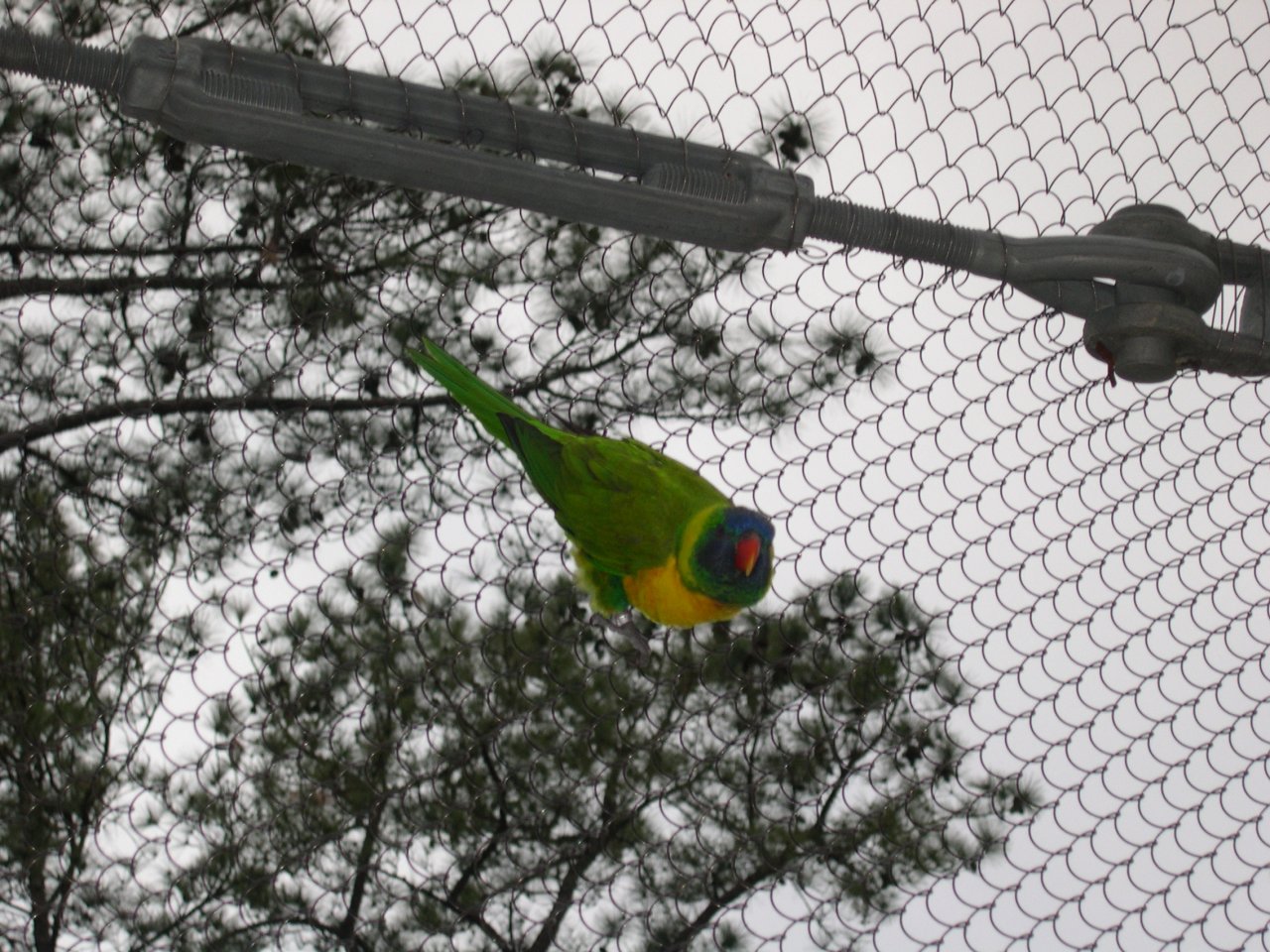 Aviary (2)