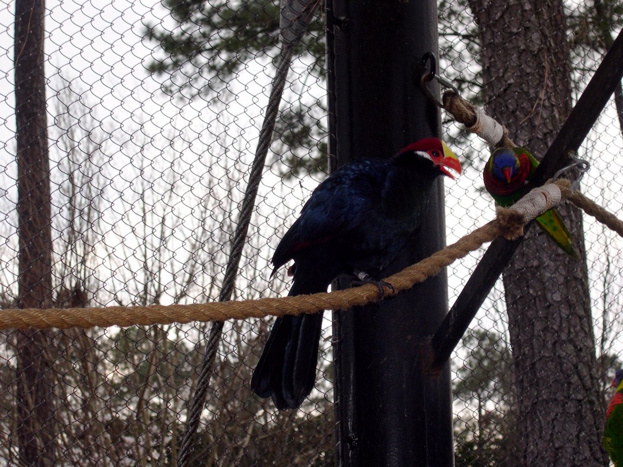 Aviary (5)