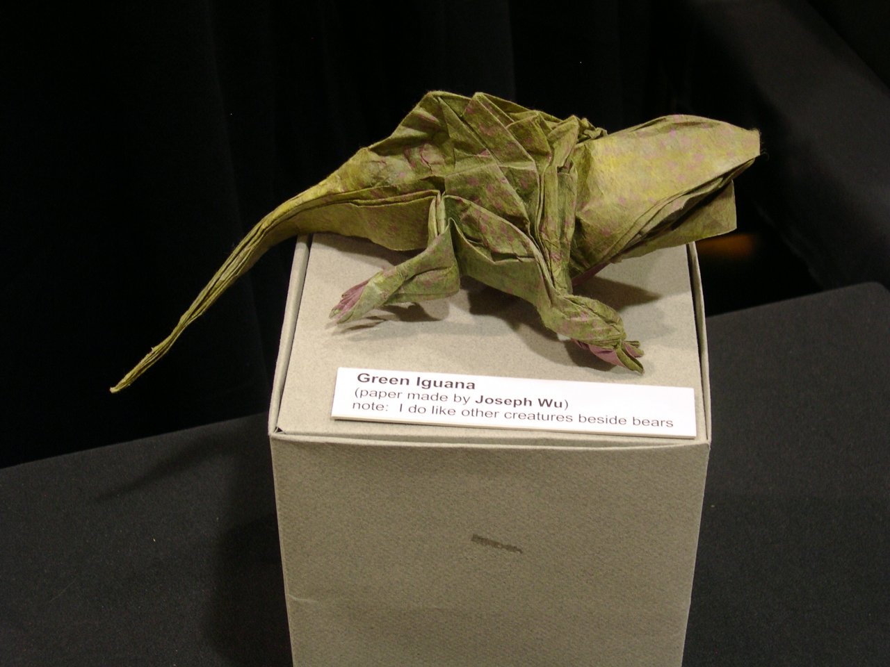 green iguana