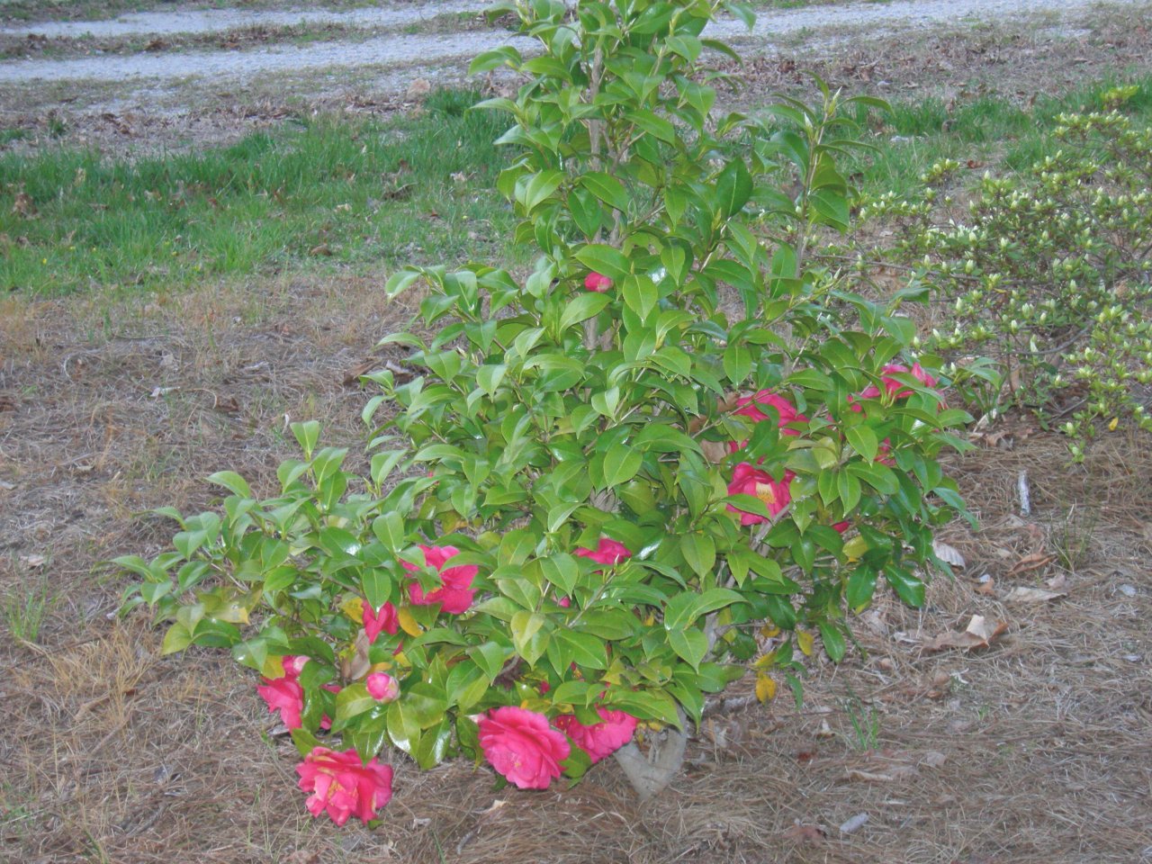 Cynthia's rose bushes (1)