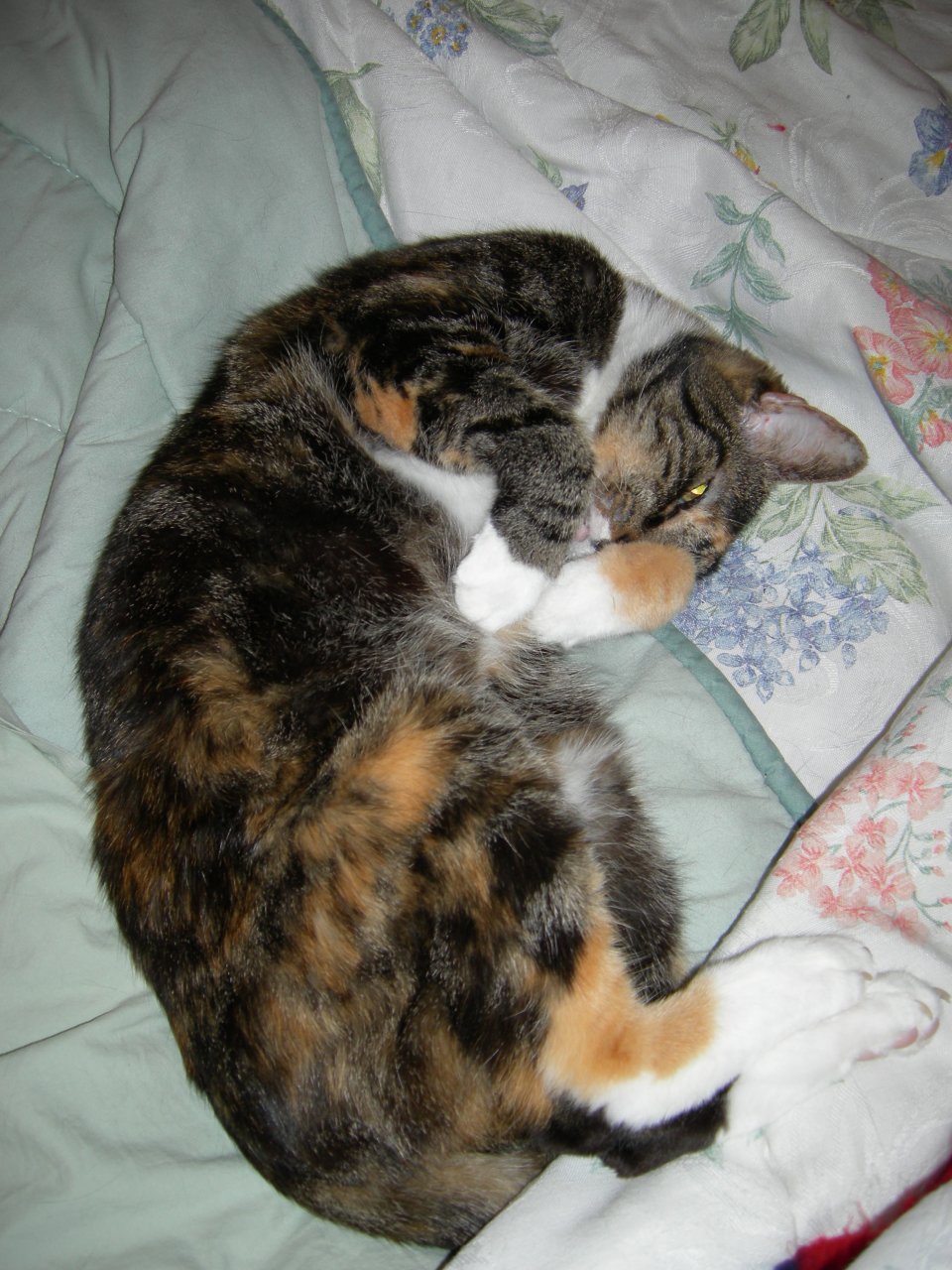 Boo kitty curled up