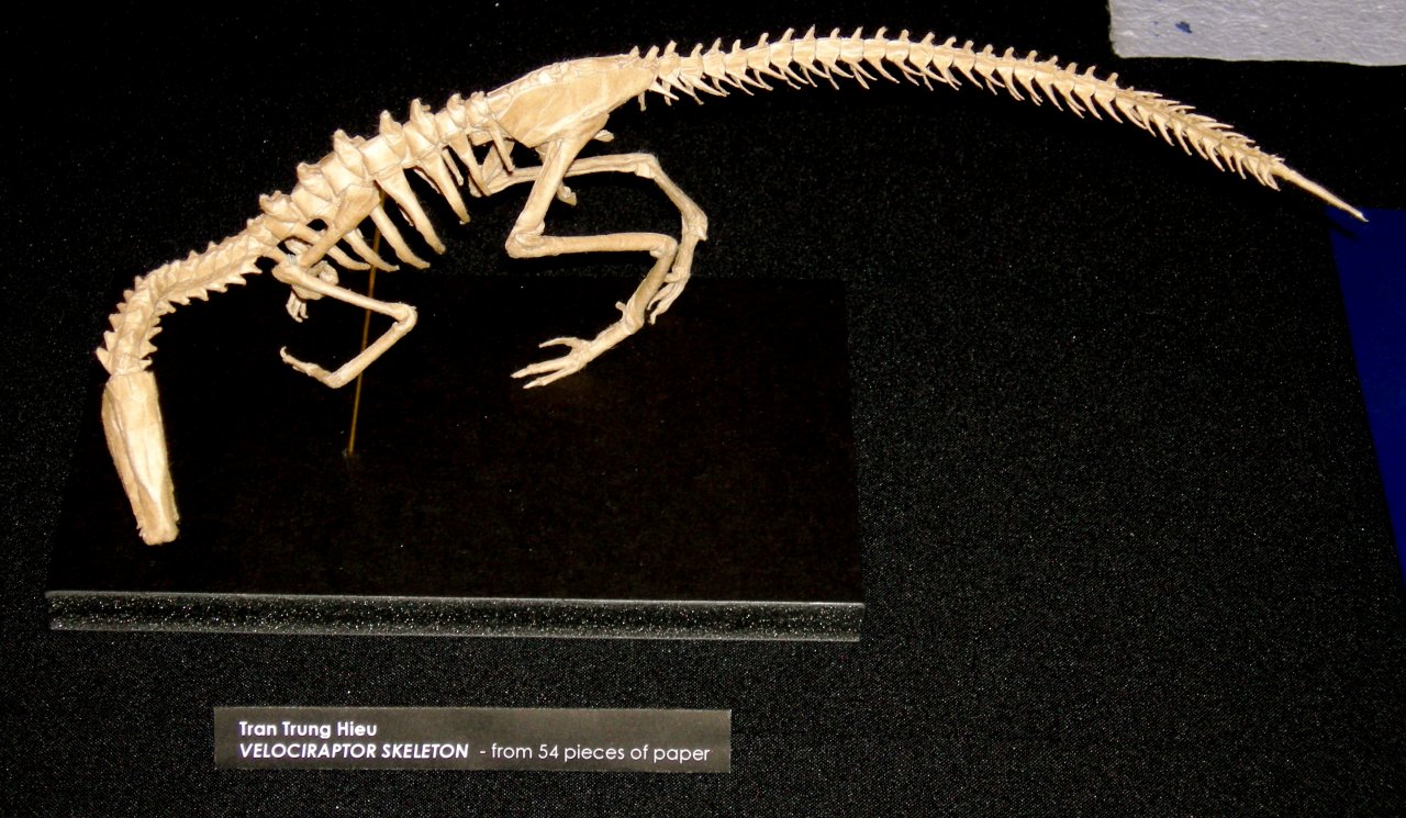 Velociraptor Skeleton
