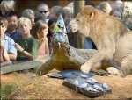 Komodo dragons and lions can't breed!