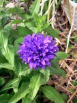 Flower in the back yard