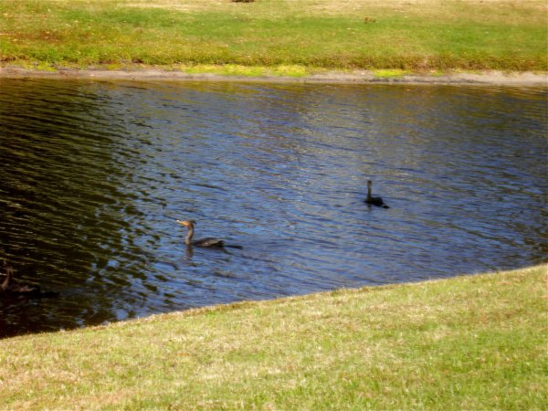 cormorants in the pond