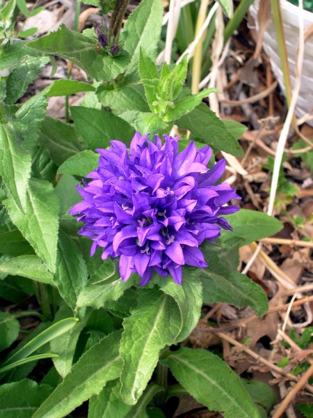 Flower in the back yard
