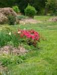 Back yard garden
