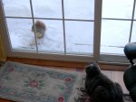 Squirrel 3, Tipper 0