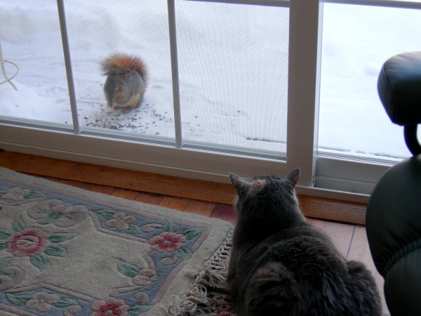 Squirrel 1, Tipper 0