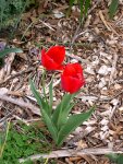 Tulips