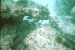 Snorkeling in Cozumel
