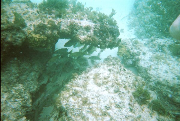 Snorkeling in Cozumel