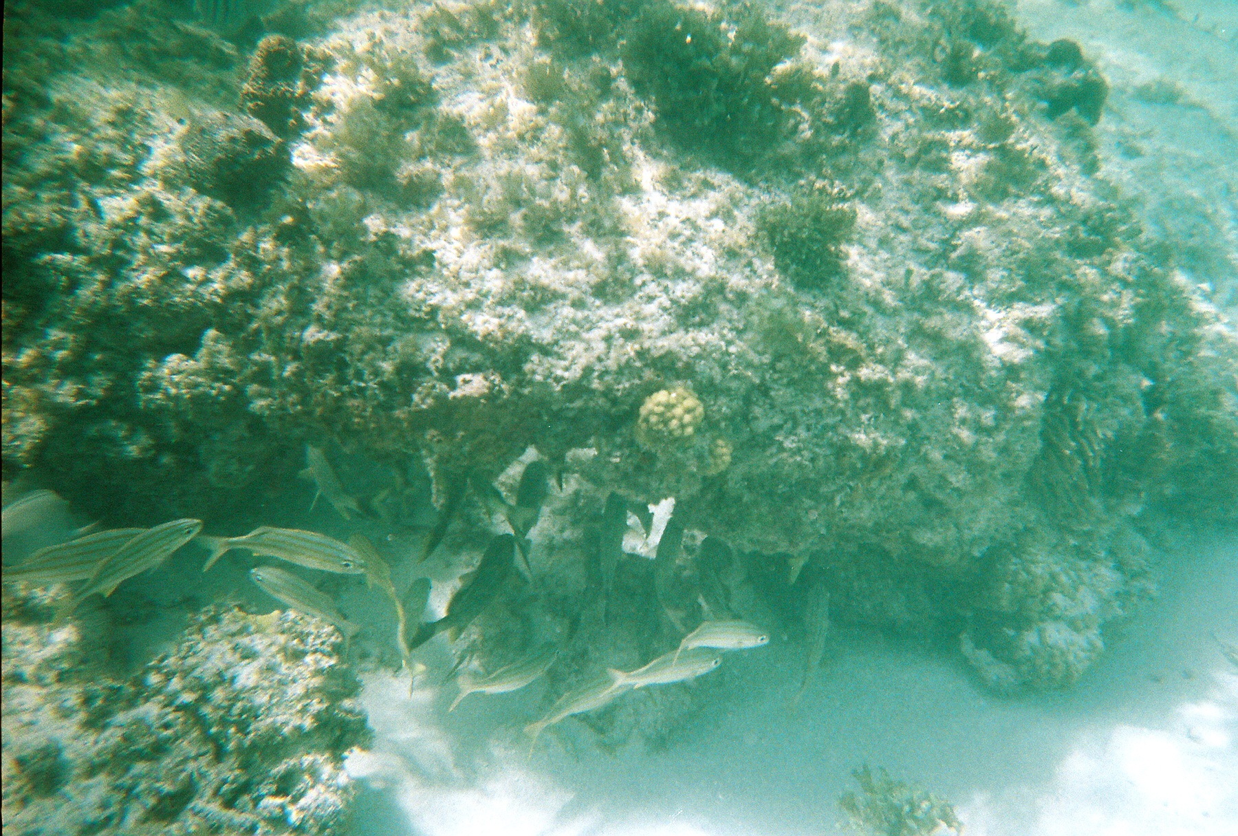 Snorkeling in Cozumel