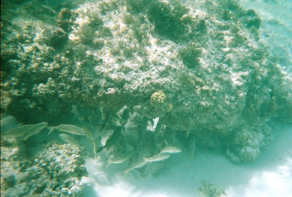 Snorkeling in Cozumel