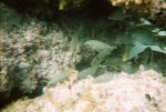 Snorkeling in Cozumel