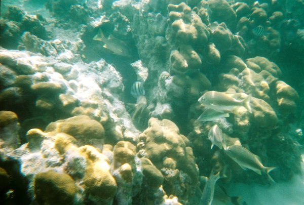 Snorkeling in Cozumel