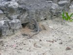 A small lizard by the lighthouse ruin.