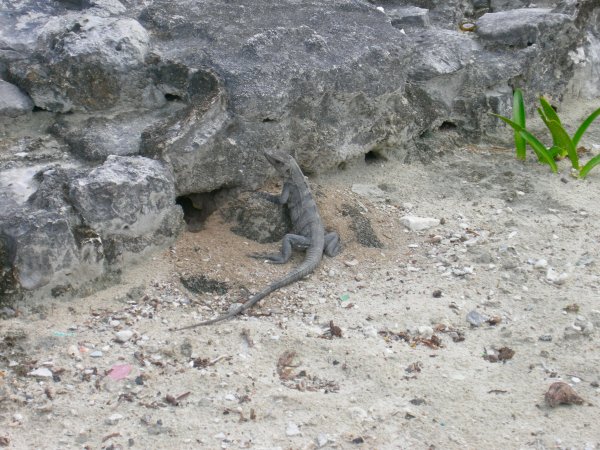 A small lizard by the lighthouse ruin.