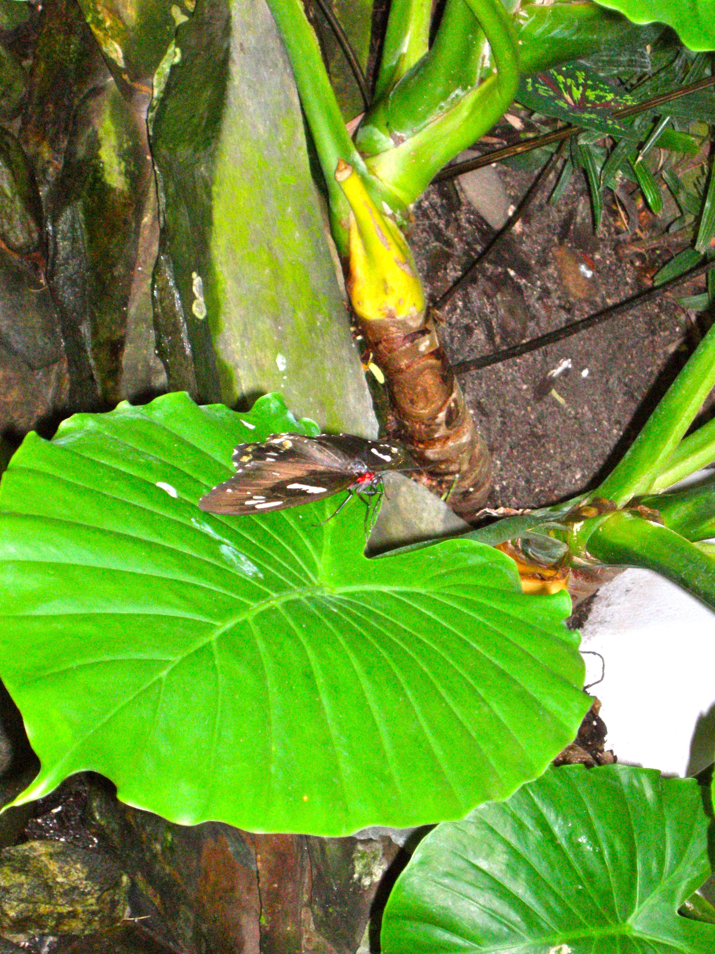 Butterfly Conservatory