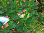 Butterfly Conservatory
