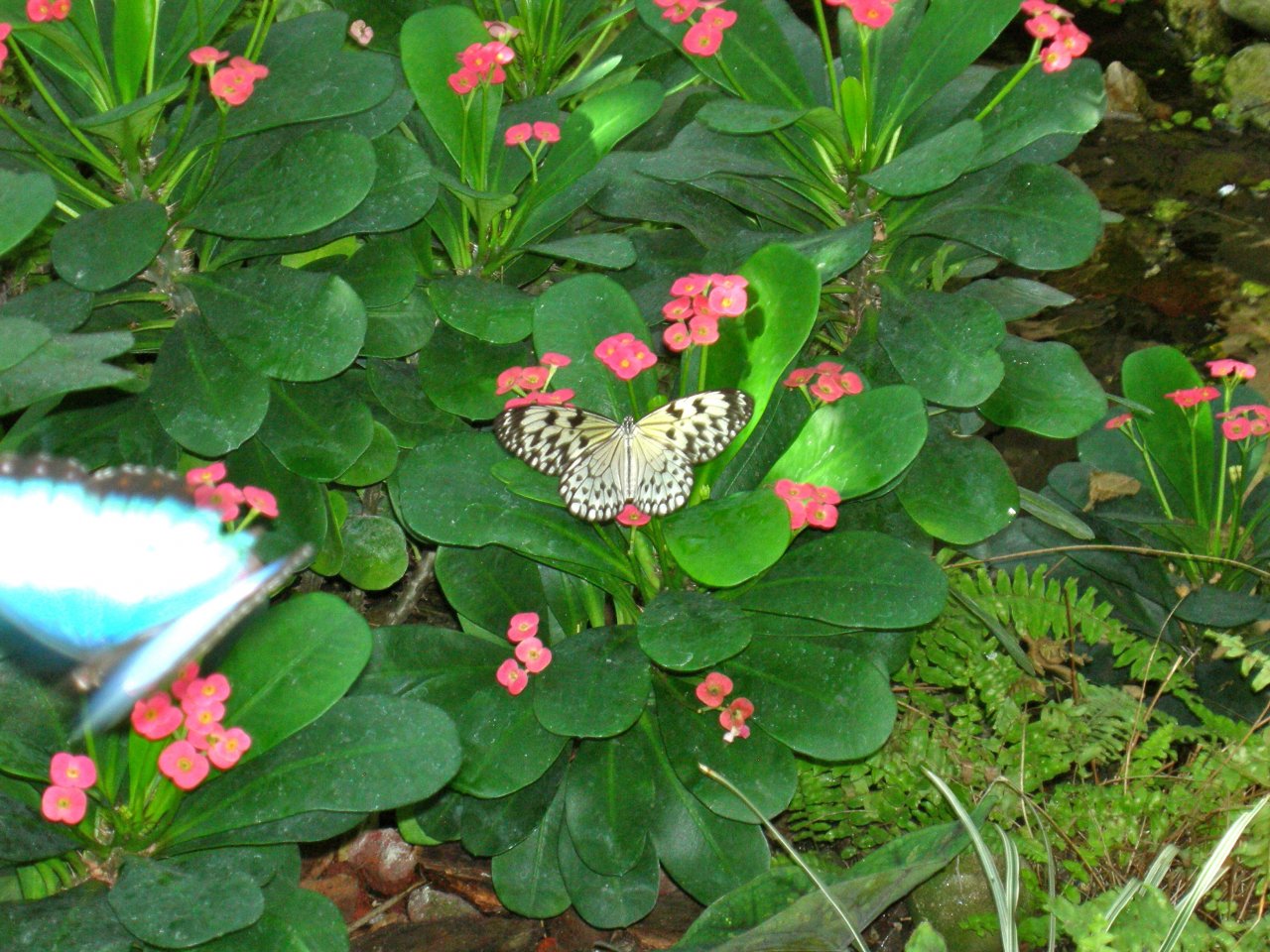 Butterfly Conservatory
