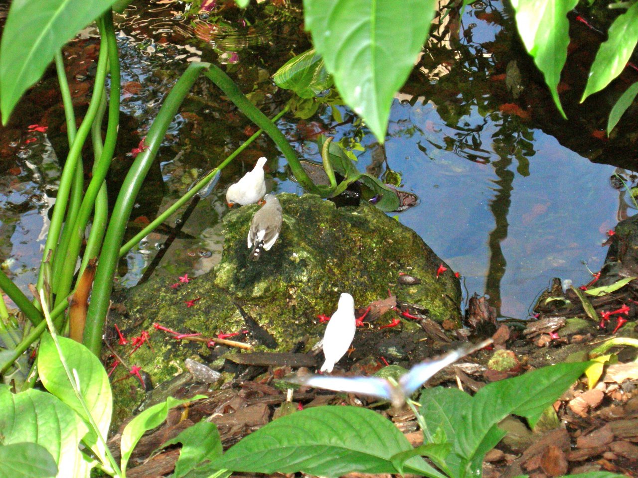 Butterfly Conservatory: Finches and Tanagers