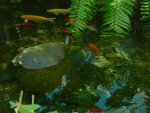 Butterfly Conservatory: Koi pond.