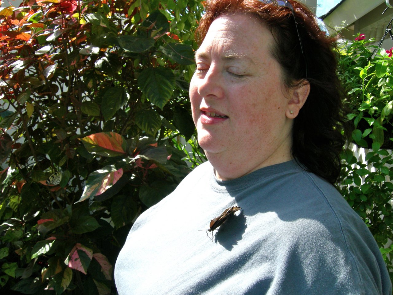 Butterfly Conservatory: Hitchin' a ride.