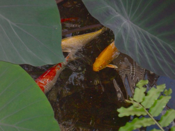 Butterfly Conservatory: Koi pond.