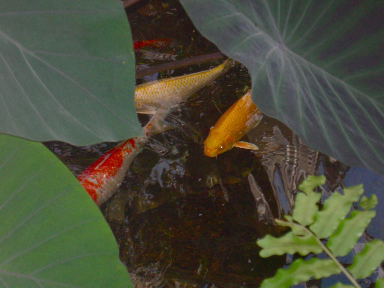 Butterfly Conservatory: Koi pond.