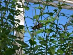Butterfly Conservatory