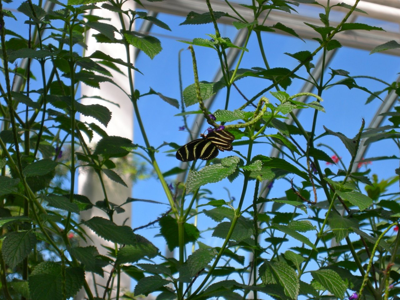 Butterfly Conservatory