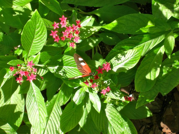 Butterfly Conservatory