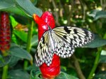 Butterfly Conservatory